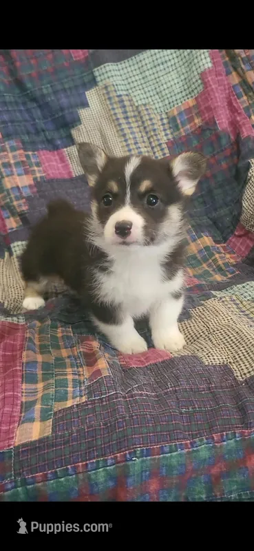 Brady – Pembroke Welsh Corgi puppy for sale in Grove Oak, AL