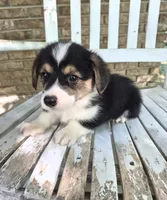 Samwell , a male Pembroke Welsh Corgi for sale in Grove Oak, AL – 5 of 7
