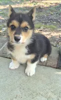 Hodor , a male Pembroke Welsh Corgi for sale in Grove Oak, AL – 4 of 9