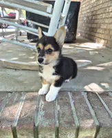 Hodor , a male Pembroke Welsh Corgi for sale in Grove Oak, AL – 8 of 9