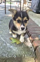 Sandor, a male Pembroke Welsh Corgi for sale in Grove Oak, AL – 5 of 7