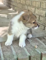 Kalisy, a female Pembroke Welsh Corgi for sale in Grove Oak, AL – 2 of 8