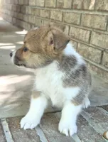 Kalisy, a female Pembroke Welsh Corgi for sale in Grove Oak, AL – 4 of 8