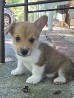 Jon Snow , a male Pembroke Welsh Corgi for sale in Grove Oak, AL – 1 of 9