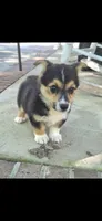 Sandor, a male Pembroke Welsh Corgi for sale in Grove Oak, AL – 6 of 7