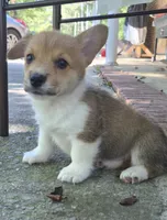Jon Snow , a male Pembroke Welsh Corgi for sale in Grove Oak, AL – 9 of 9