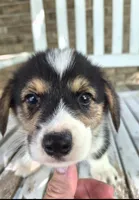 Samwell , a male Pembroke Welsh Corgi for sale in Grove Oak, AL – 2 of 7