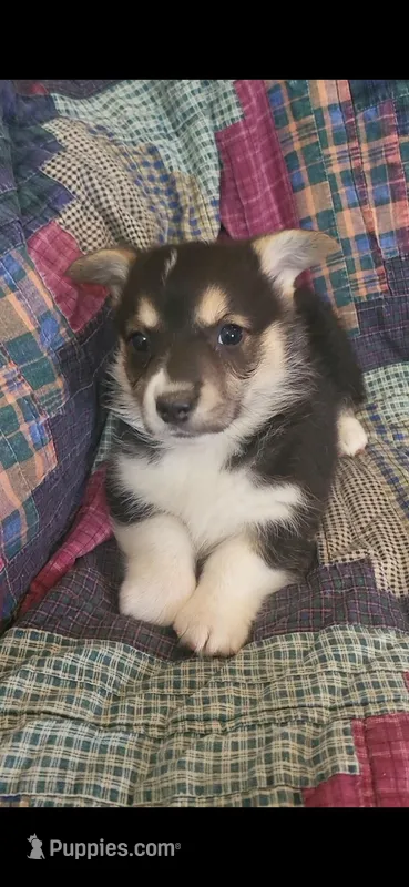 Tank – Pembroke Welsh Corgi puppy for sale in Grove Oak, AL