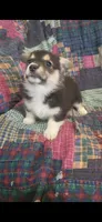 Tank, a male Pembroke Welsh Corgi for sale in Grove Oak, AL – Photo 5 of 5