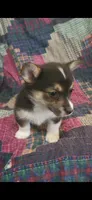 Happy , a female Pembroke Welsh Corgi for sale in Grove Oak, AL – Photo 7 of 9