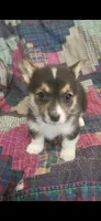 Happy , a female Pembroke Welsh Corgi for sale in Grove Oak, AL – Photo 9 of 9