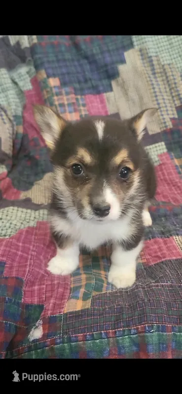 Happy  – Pembroke Welsh Corgi puppy for sale in Grove Oak, AL