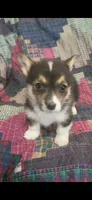 Happy , a female Pembroke Welsh Corgi for sale in Grove Oak, AL – Photo 1 of 9