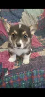 Happy , a female Pembroke Welsh Corgi for sale in Grove Oak, AL – Photo 5 of 9