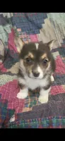 Happy , a female Pembroke Welsh Corgi for sale in Grove Oak, AL – Photo 8 of 9