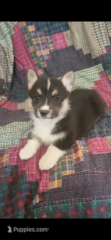 Little man  – Pembroke Welsh Corgi puppy for sale in Grove Oak, AL