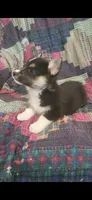Little man , a male Pembroke Welsh Corgi for sale in Grove Oak, AL – Photo 4 of 9
