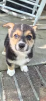 Sandor, a male Pembroke Welsh Corgi for sale in Grove Oak, AL – 7 of 7