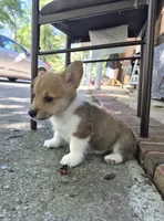 Jon Snow , a male Pembroke Welsh Corgi for sale in Grove Oak, AL – 4 of 9