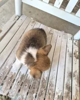 Jon Snow , a male Pembroke Welsh Corgi for sale in Grove Oak, AL – 5 of 9