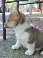 Jon Snow , a male Pembroke Welsh Corgi for sale in Grove Oak, AL – 6 of 9