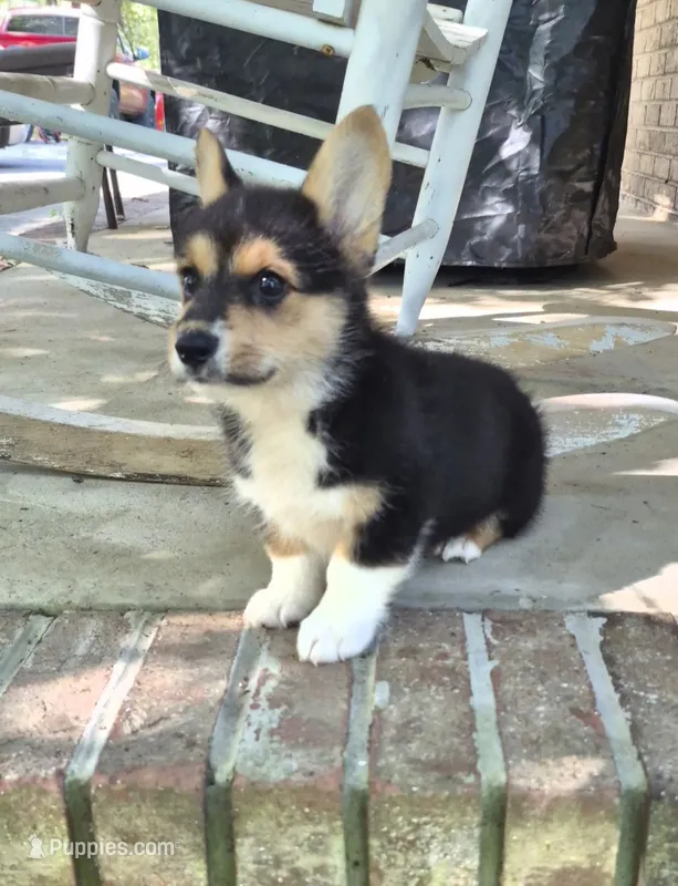 Hodor  – Pembroke Welsh Corgi puppy for sale in Grove Oak, AL