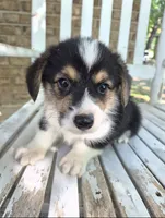 Samwell , a male Pembroke Welsh Corgi for sale in Grove Oak, AL – 6 of 7