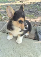 Hodor , a male Pembroke Welsh Corgi for sale in Grove Oak, AL – 6 of 9