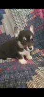 Tiny Tim, a male Pembroke Welsh Corgi for sale in Grove Oak, AL – Photo 2 of 8