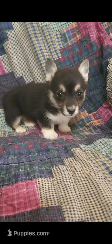 Tiny Tim – Pembroke Welsh Corgi puppy for sale in Grove Oak, AL