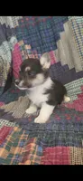 Tiny Tim, a male Pembroke Welsh Corgi for sale in Grove Oak, AL – Photo 4 of 8