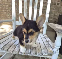 Hodor , a male Pembroke Welsh Corgi for sale in Grove Oak, AL – 2 of 9
