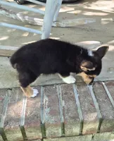 Hodor , a male Pembroke Welsh Corgi for sale in Grove Oak, AL – 7 of 9