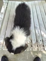 Samwell , a male Pembroke Welsh Corgi for sale in Grove Oak, AL – 3 of 7