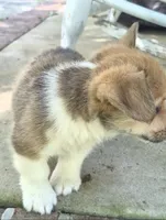 Jon Snow , a male Pembroke Welsh Corgi for sale in Grove Oak, AL – 7 of 9