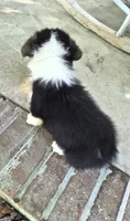 Samwell , a male Pembroke Welsh Corgi for sale in Grove Oak, AL – 7 of 7