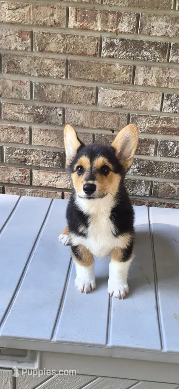 Hodor  – Pembroke Welsh Corgi puppy for sale in Grove Oak, AL