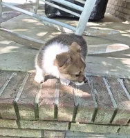 Kalisy, a female Pembroke Welsh Corgi for sale in Grove Oak, AL – 7 of 8