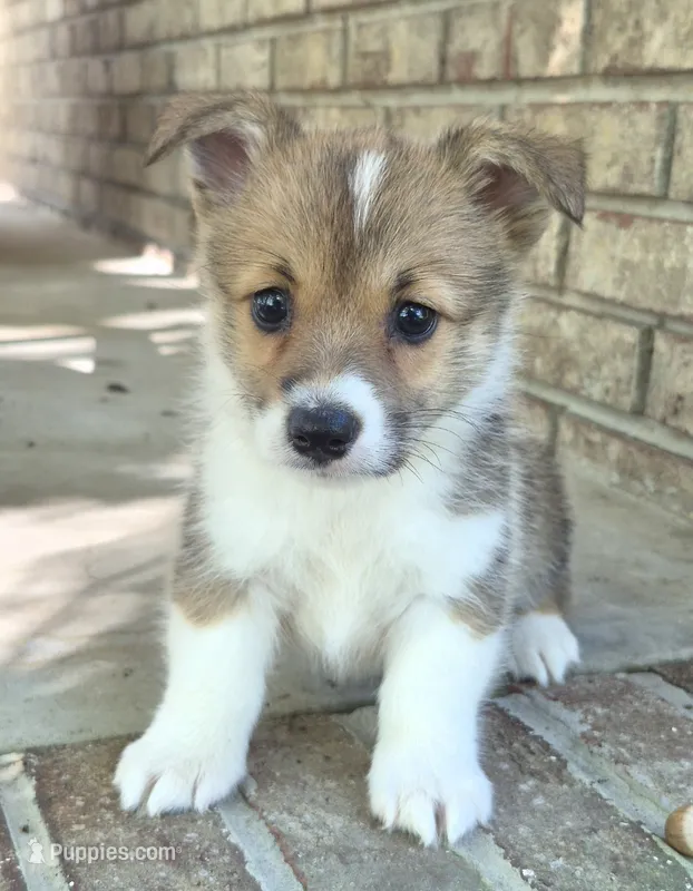Kalisy – Pembroke Welsh Corgi puppy for sale in Grove Oak, AL