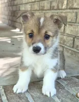 Kalisy, a female Pembroke Welsh Corgi for sale in Grove Oak, AL – 1 of 8