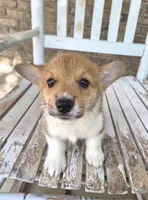 Jon Snow , a male Pembroke Welsh Corgi for sale in Grove Oak, AL – 2 of 9