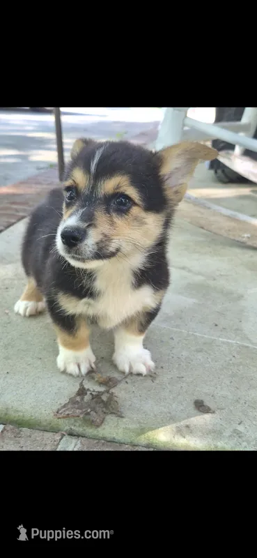 Sandor – Pembroke Welsh Corgi puppy for sale in Grove Oak, AL