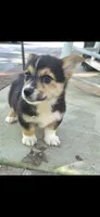 Sandor, a male Pembroke Welsh Corgi for sale in Grove Oak, AL – 1 of 7