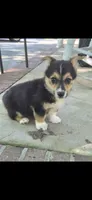 Sandor, a male Pembroke Welsh Corgi for sale in Grove Oak, AL – 4 of 7