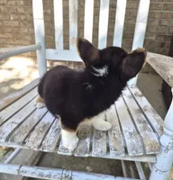 Hodor , a male Pembroke Welsh Corgi for sale in Grove Oak, AL – 3 of 9