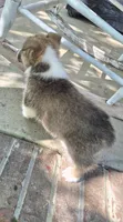 Kalisy, a female Pembroke Welsh Corgi for sale in Grove Oak, AL – 3 of 8