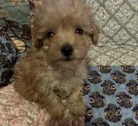 Bentley, a male Poodle - Toy  for sale in Greer, SC – 2 of 3