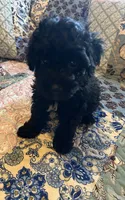 Rocky, a male Poodle - Toy  for sale in Greer, SC – 5 of 5