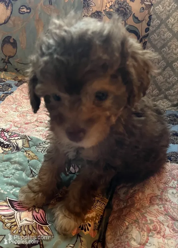 Buster – Poodle - Toy  puppy for sale in Greer, SC