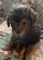 Buster, a male Poodle - Toy  for sale in Greer, SC – 5 of 5